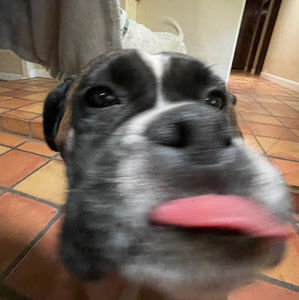 Meet your Posher, Isabella